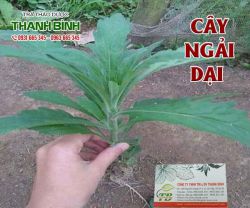 Mua bán cây ngải dại tại quận 12 có tác dụng chữa lang ben chất lượng nhất