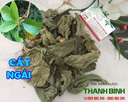 Mua bán cây ngái tại huyện Mê Linh có tác dụng chữa phù thận
