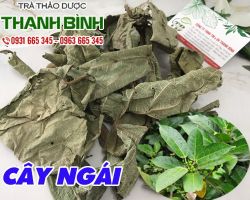 Mua bán cây ngái tại quận 4 điều trị bệnh sốt rét