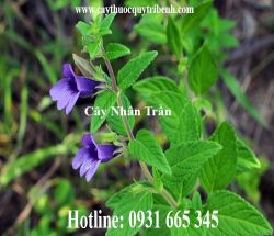 Mua bán cây nhân trần tại quận 10 có tác dụng bảo vệ gan tốt nhất