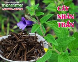 Mua bán cây nhân trần tại quận 5 có tác dụng trị ngứa, mụn nhọt