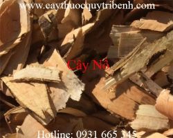 Mua bán cây nổ chất lượng tại Cần Thơ có tác dụng lợi tiểu tốt nhất