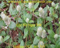 Mua bán cây nở ngày đất chất lượng tại Hà Nội giúp chữa huyết áp cao