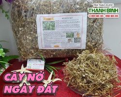 Mua bán cây nở ngày đất tại huyện Từ Liêm hỗ trợ giảm cholesterol