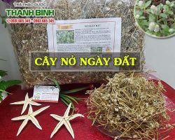 Mua bán cây nở ngày đất tại quận 2 có tác dụng điều trị bệnh gout