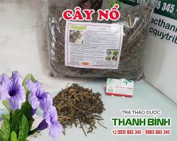 Mua bán cây nổ tại quận 9 có tác dụng điều trị huyết áp cao uy tín nhất