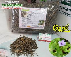 Mua bán cây nổ tại quận Hà Đông có tác dụng bồi bổ cơ thể
