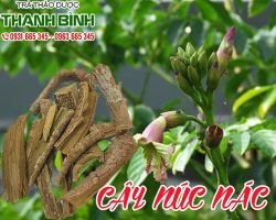 Mua bán cây núc nác ở quận Gò Vấp có tác dụng điều trị liệt dương do viêm nhiễm