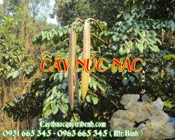 Mua bán cây núc nác tại huyện Đan Phượng giúp chữa viêm gan vàng da