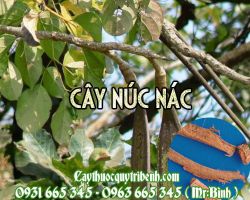 Mua bán cây núc nác tại Vũng Tàu hỗ trợ điều trị viêm gan vàng da