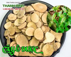Mua bán cây ô dược tại quận 11 có tác dụng trị đầu nhức