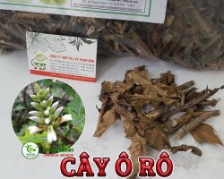 Mua bán cây ô rô ở quận Bình Tân giúp  tăng cường chức năng cho thận