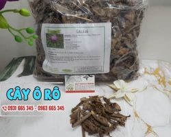 Mua bán cây ô rô tại quận 5 chữa các chứng bệnh về đường ruột