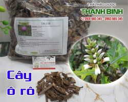 Mua bán cây ô rô tại quận Cầu Giấy có tác dụng tiêu viêm