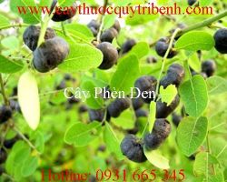 Mua bán cây phèn đen chất lượng tại Cần Thơ chữa trị trĩ hiệu quả