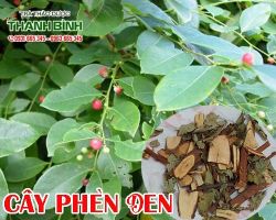 Mua bán cây phèn đen tại quận 9 điều trị nhọt độc mới phát