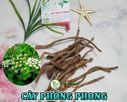 Mua bán cây phòng phong tại Bình Thuận giúp điều trị cảm lạnh hiệu quả