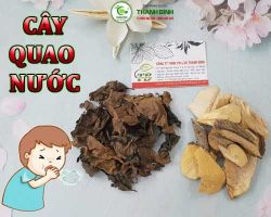 Mua bán cây quao nước ở quận Thủ Đức có công dụng thông kinh rất tốt