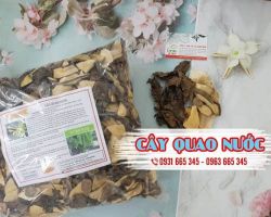 Mua bán cây quao nước tại quận 2 giúp nhuận gan, bảo vệ tế bào gan