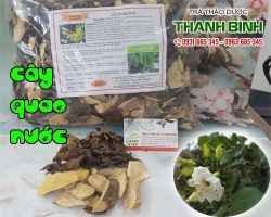 Mua bán cây quao nước tại quận Hai Bà Trưng giúp hạ huyết áp