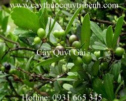 Mua bán cây quýt gai chất lượng tại Bình Dương giúp chữa ho tốt nhất