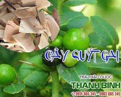 Mua bán cây quýt gai ở quận Phú Nhuận có tác dụng điều trị ho, hen