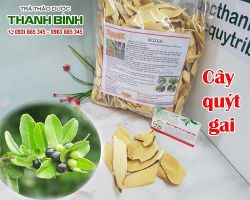 Mua bán cây quýt gai tại huyện Gia Lâm có tác dụng chữa đinh râu