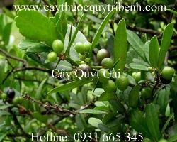 Mua bán cây quýt gai tại huyện Nhà Bè có tác dụng điều trị suy thận