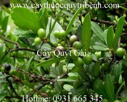 Mua bán cây quýt gai tại quận Tân Bình có tác dụng chữa suy thận