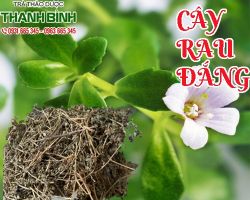 Mua bán cây rau đắng đất tại quận 11 giúp mát gan chữa nhiệt miệng
