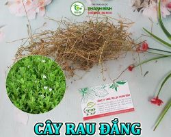 Mua bán cây rau đắng tại Lai Châu hỗ trợ ngăn ngừa xơ vữa động mạch