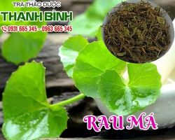Mua bán cây rau má tại quận 9 điều trị ho, đau họng