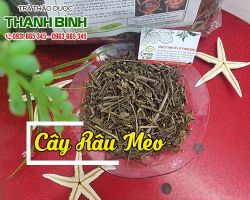Mua bán cây râu mèo tại huyện Hoài Đức giảm tê bì tay chân