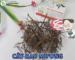 Mua bán cây rau mương tại Hà Nam hỗ trợ giúp cơ thể nhanh hồi phục tránh mất nước