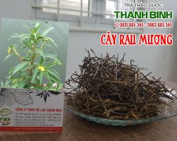 Mua bán cây rau mương tại huyện Ba Vì có tác dụng làm giảm chứng đau răng