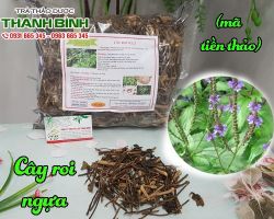 Mua bán cây roi ngựa tại huyện Thạch Thất điều trị viêm gan