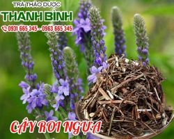 Mua bán cây roi ngựa tại quận 1 có tác dụng điều trị mất ngủ