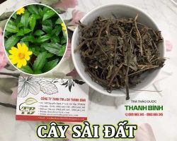 Mua bán cây sài đất ở quận Gò Vấp giúp điều trị tình trạng đau mắt đỏ
