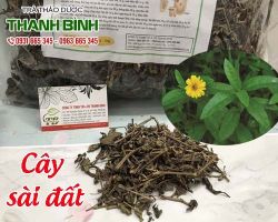Mua bán cây sài đất tại huyện Thanh Trì chữa ngứa da có mọc mụn trên da