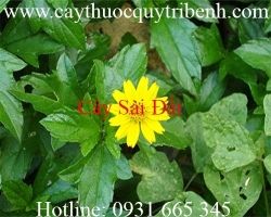 Mua bán cây sài đất tại Phú Yên giúp hỗ trợ giải độc cơ thể tốt nhất