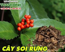 Mua bán cây sói rừng ở huyện Củ Chi điều trị vết thương loét