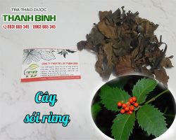 Mua bán cây sói rừng tại huyện Đan Phượng điều trị rắn độc cắn