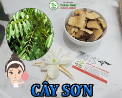 Mua bán cây sơn ở huyện Nhà Bè có công dụng làm giảm đau nhức xương khớp