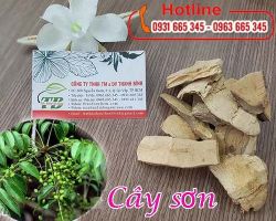Mua bán cây sơn tại quận Tây Hồ giảm các vết sưng tấy