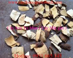 Mua bán cây sơn trị mụn tại quận 8 có tác dụng tiêu viêm hiệu quả nhất