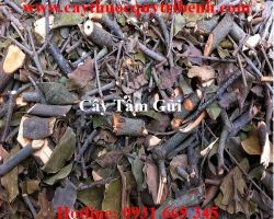 Mua bán cây tầm gửi tại Hà Nội có công dụng điều trị cảm sốt tốt nhất