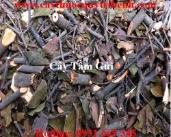Mua bán cây tầm gửi tại Lai Châu giúp điều trị bệnh kiết lỵ tốt nhất
