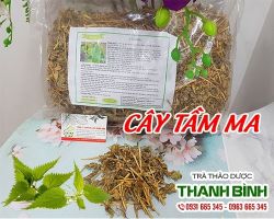Mua bán cây tầm ma ở huyện Nhà Bè giúp khôi phục các vết thương hở