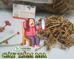 Mua bán cây tầm ma ở quận Gò Vấp hỗ trợ phòng và trị u xơ tuyến tiền liệt