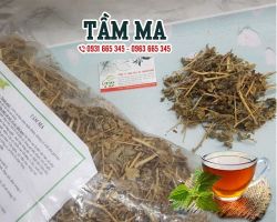 Mua bán cây tầm ma tại huyện Phú Xuyên giúp trị phong thấp